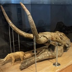 <em>Choerolophodon chioticus</em> από τα Θυμιανά της Χίου, ηλικίας 15,5 εκατ. ετών