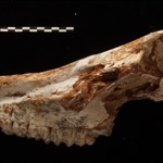 <em>Hippopotamodon major</em> από το Πικέρμι Αττικής