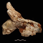 <em>Oioceros rothii</em> από το Πικέρμι Αττικής