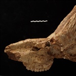 <em>Bohlinia attica</em> από το Πικέρμι Αττικής