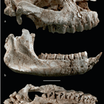 <em>Acerorhinus neleus</em> από τη Κερασιά Ευβοίας
