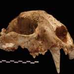 <em>Metailurus major</em> από τον Αλμυροπόταμο