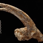 <em>Palaeoryx pallasi</em> από το Πικέρμι Αττικής