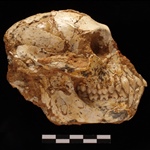 <em>Mesopithecus pentelicus</em> από το Πικέρμι Αττικής