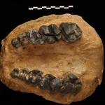 <em>Chalicotherium goldfussi</em> από τη Χωματερή (Πικέρμι Αττικής)