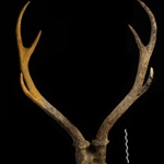 <em>Procapreolus pentelici</em> από την Χωματερή (Πικέρμι Αττικής)