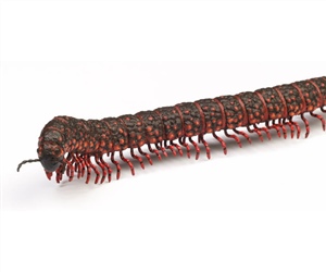 <em>Pneumodesmus newmani</em>