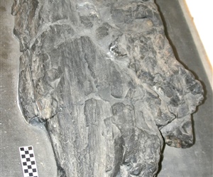 Μύκητας <em>Prototaxites loganii</em>