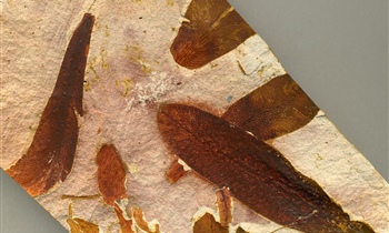 Φυτικά απολιθώματα <em>Glossopteris</em>