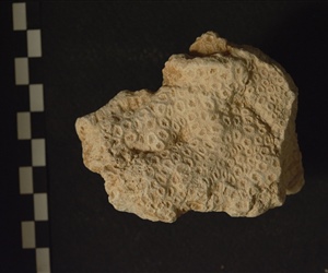 Κοράλλι <em>Antiguastrea lucasiana</em>
