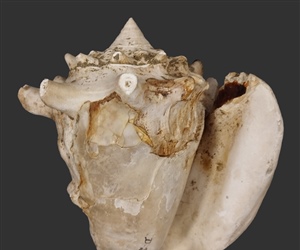 <em>Thetystrombus latus</em>
