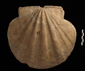 <em>Chlamys latissima</em>