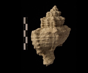 <em>Muricidae</em> sp.