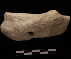 <em>Arca noae</em>