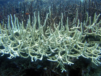 Κοράλλι που έχει υποστεί λεύκανση (coral bleaching) στον Μεγάλο Κοραλλιογενή Ύφαλο της Αυστραλίας