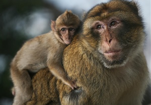 Κερκοπίθηκος <em>Macaca sylvanus</em>