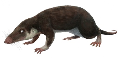 <em>Morganucodon oehleri</em>