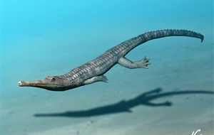 <em>Macrospondylus bollensis</em>