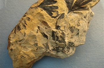 <em>Ginkgoites huttoni</em>
