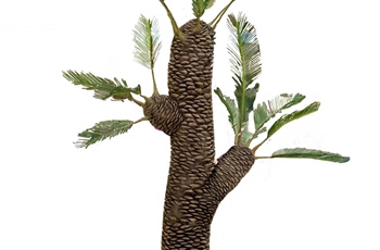 <em>Williamsonia sewardiana</em>
