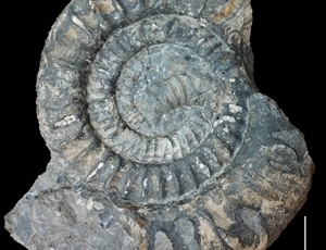 <em>Arietites cf. bucklandi</em>