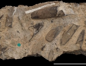 <em>Dactyloteuthis digitalis</em>