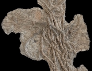 <em>Pentacrinites fossilis</em>