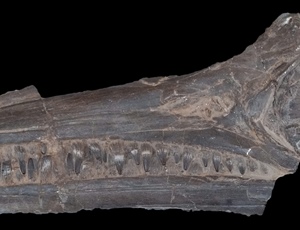 <em>Ichthyosaurus posthumus</em>