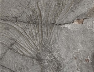 <em>Pentacrinites fossilis</em>