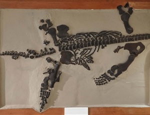 <em>Plesiosaurus dolichodeirus</em>