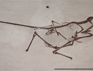 <em>Rhamphorhynchus longicaudus</em>