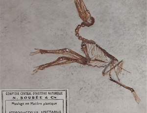 <em>Pterodactylus antiquus</em>