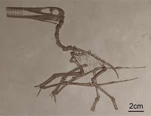 <em>Pterodactylus kochi</em>