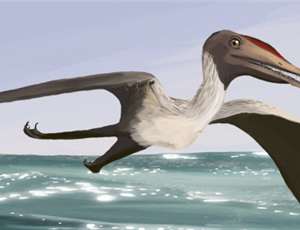 <em>Pterodactylus antiquus</em>