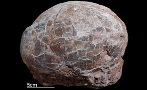 <em>Dendroolithus</em>
