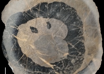 <em>Vaccinites giganteus</em>