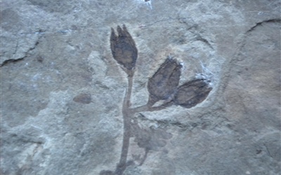 <em>Sagaria cilentana</em>