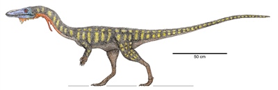<em>Coelophysis</em>