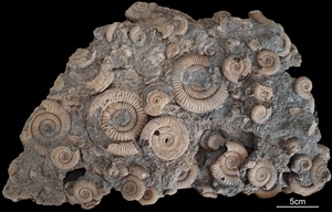 <em>Dactylioceras athleticum</em>