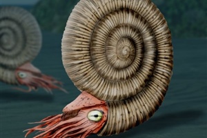 <em>Dactylioceras</em>